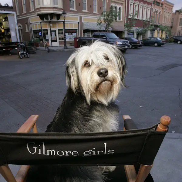 Introducing 'Gilmore Girls’ Star Dog Paul Anka